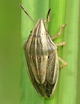 Aelia acuminata - Bishop's Mitre Shieldbug